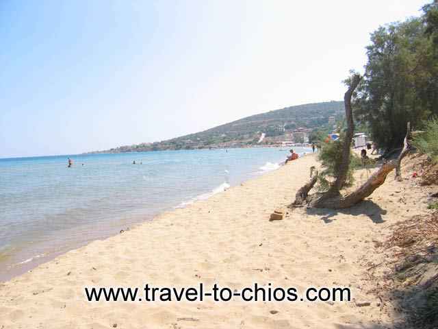 KARFAS BEACH - View of the sandy beach of Karfas in Chios island Greece, where the pine trees reach the sea