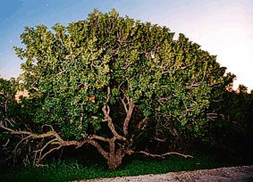PIRAUES Photo of Mastic Tree CLICK TO ENLARGE